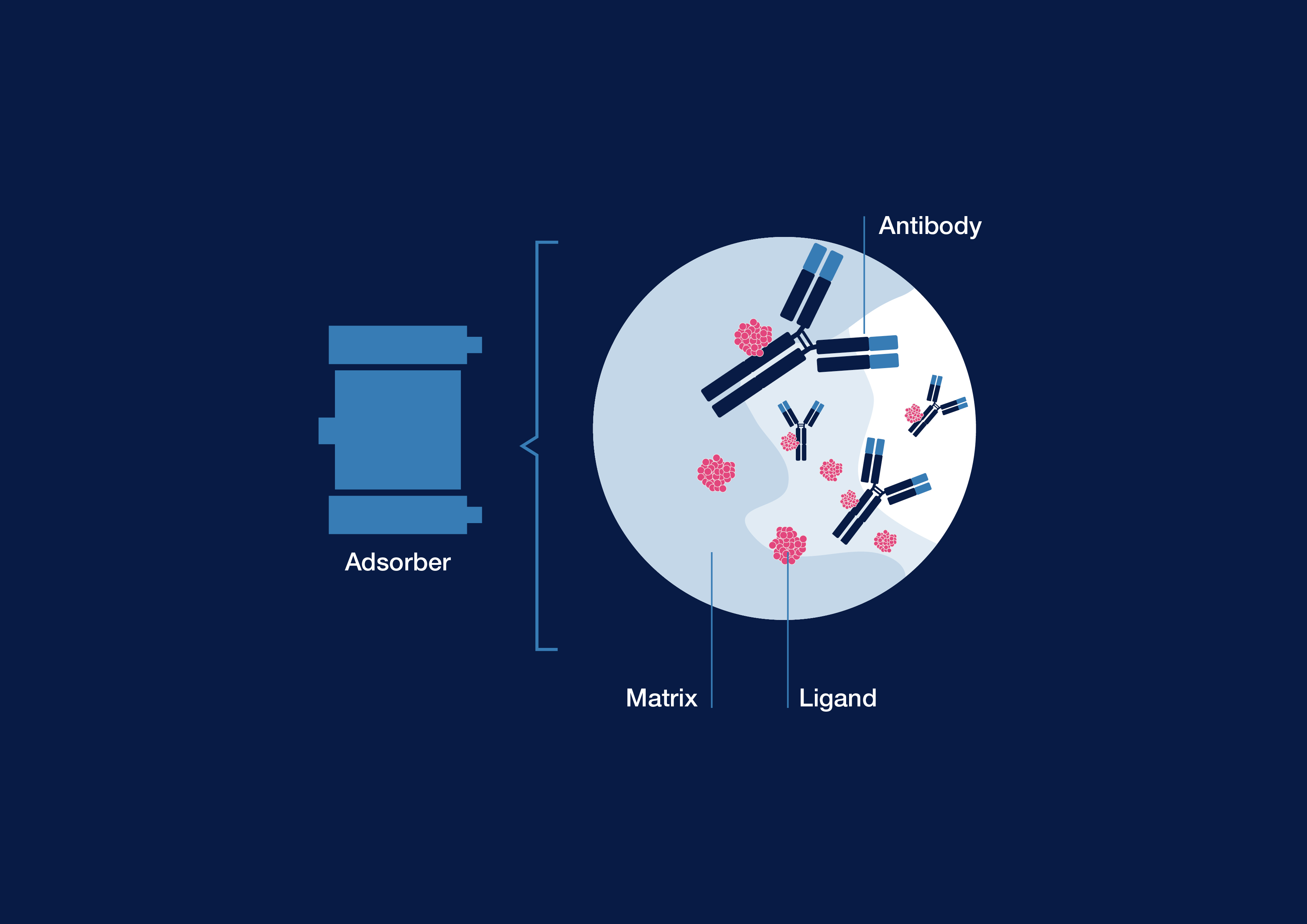 Immunoadsorpcja